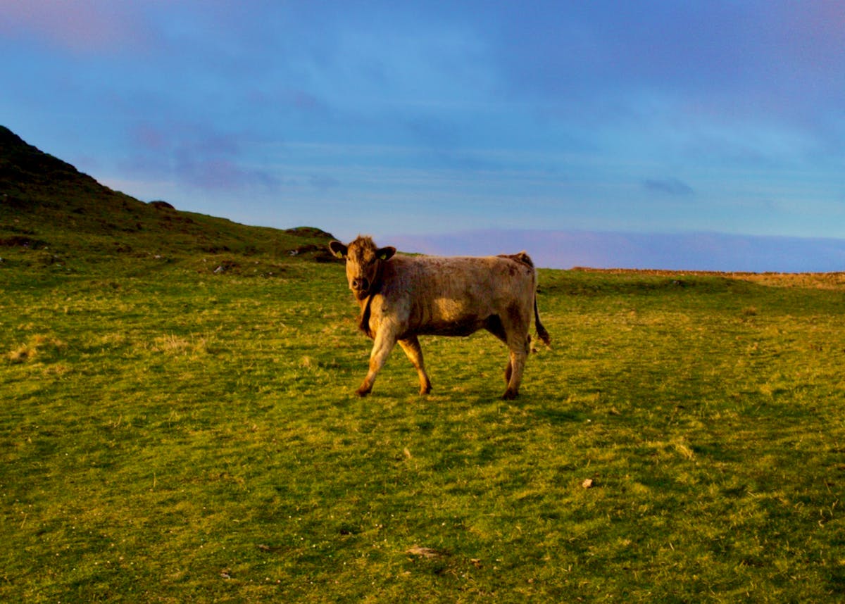 A cow striding through a pasture, looking straight at the camera