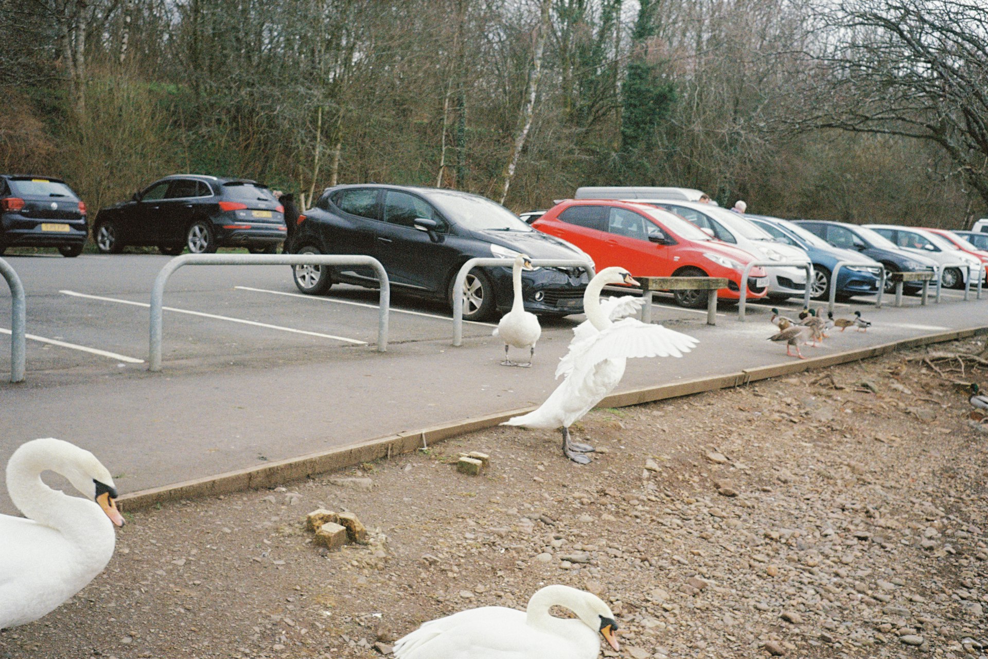 A swan flapping its wings