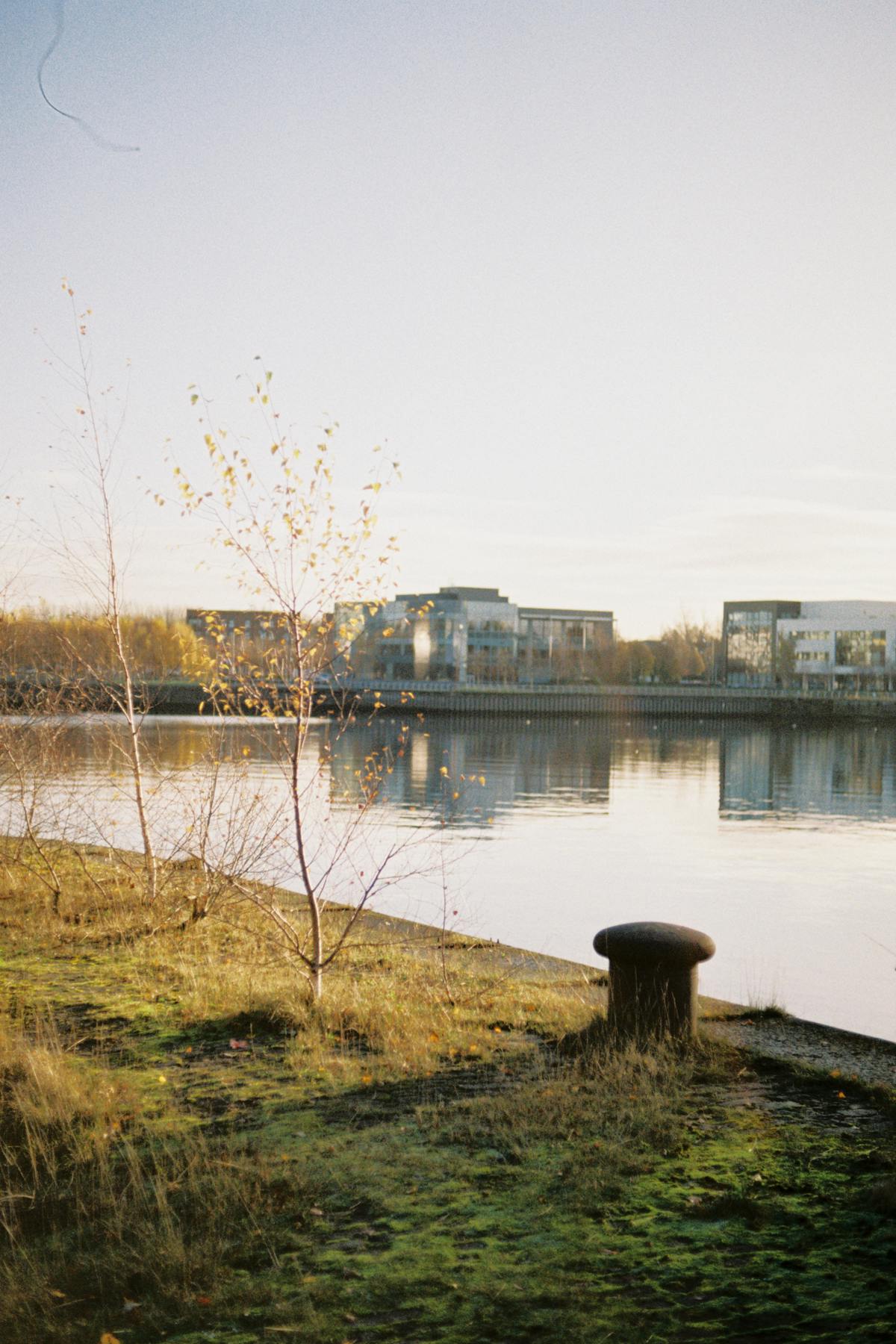 A sapling in the sun on an overgrown dock