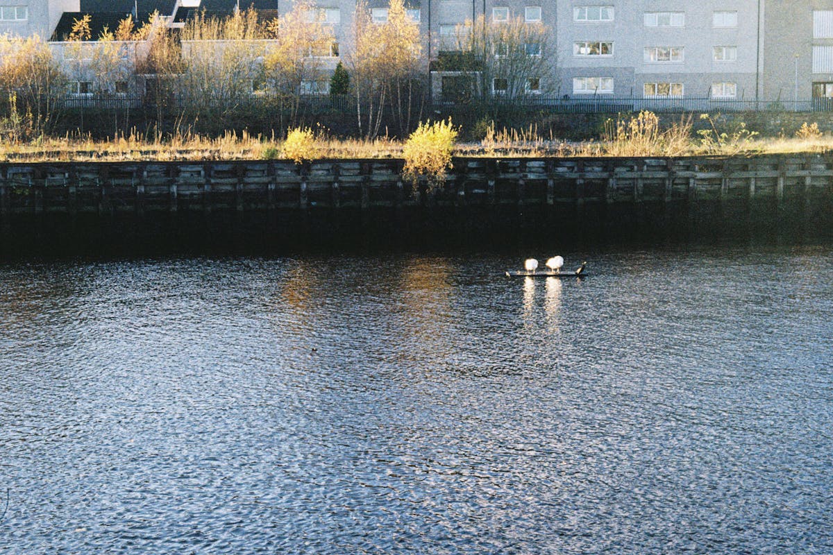 Two swans sitting on a floating dock