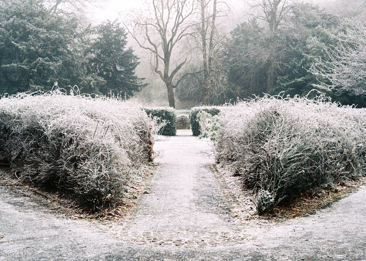 Bushes in the park covered in frost