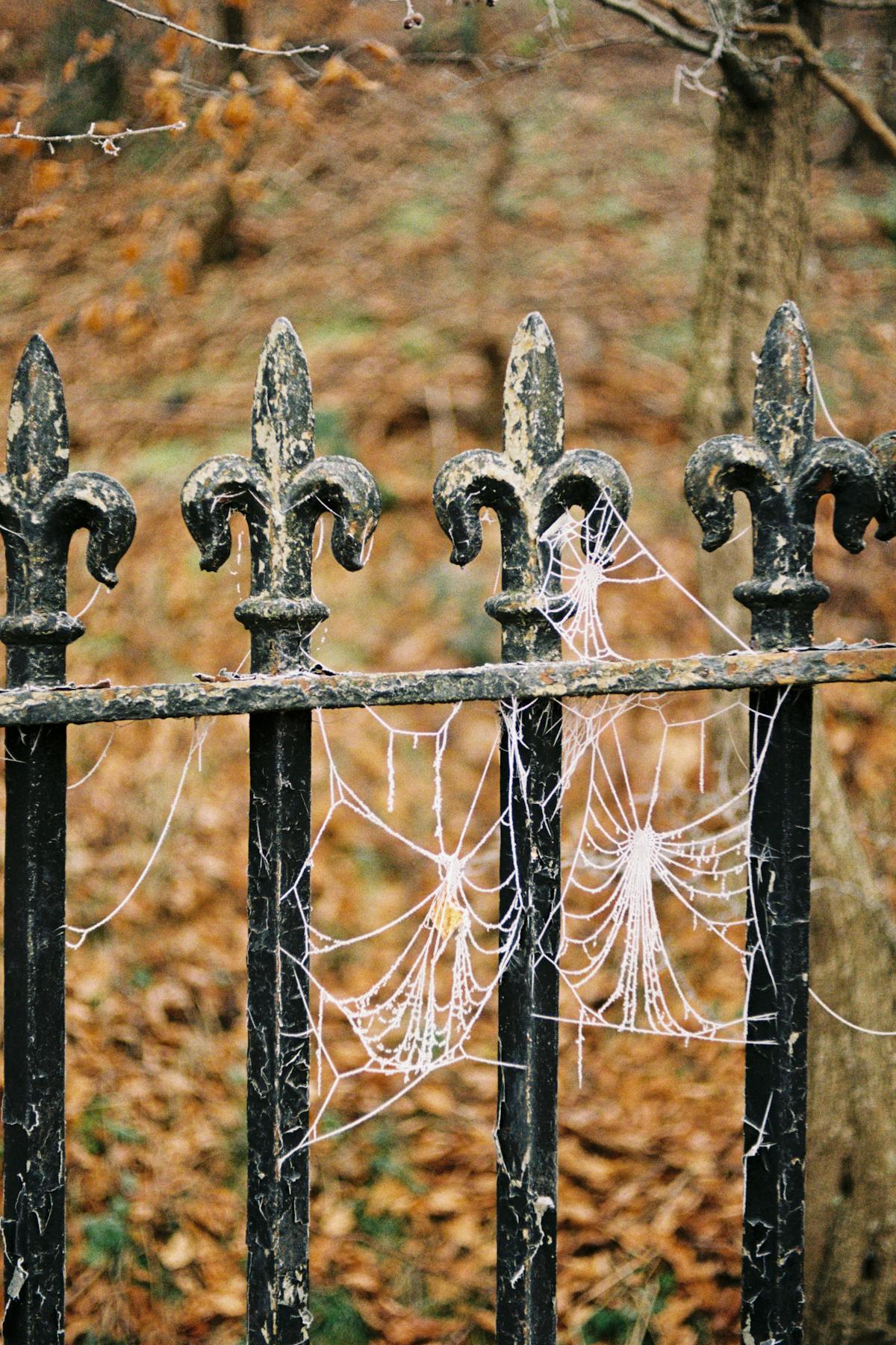 A fence covered in frozen spiderwebs