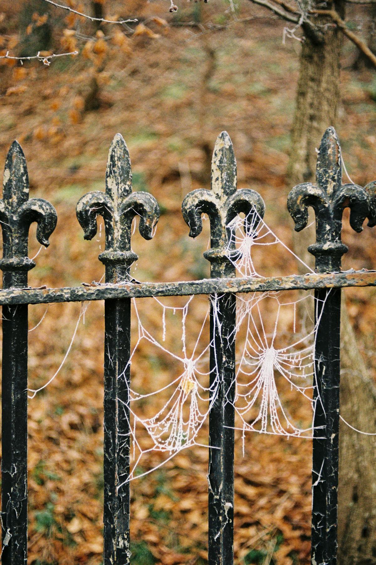 A fence covered in frozen spiderwebs