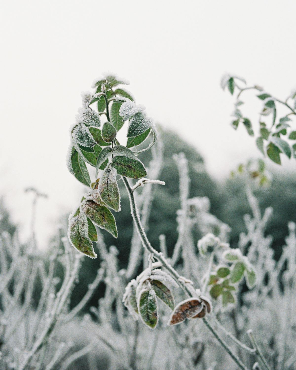 A leafy plant coated in ice crystals