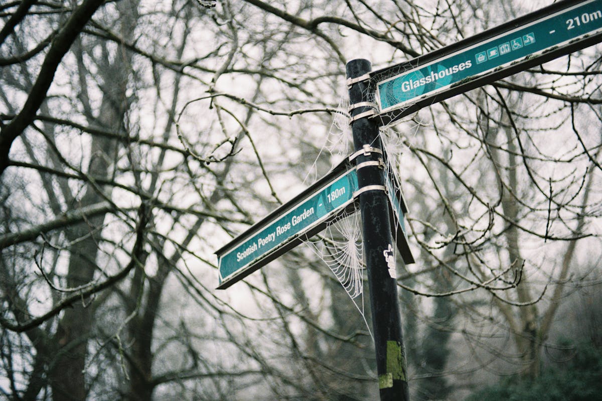 A signpost covered in frozen spiderwebs