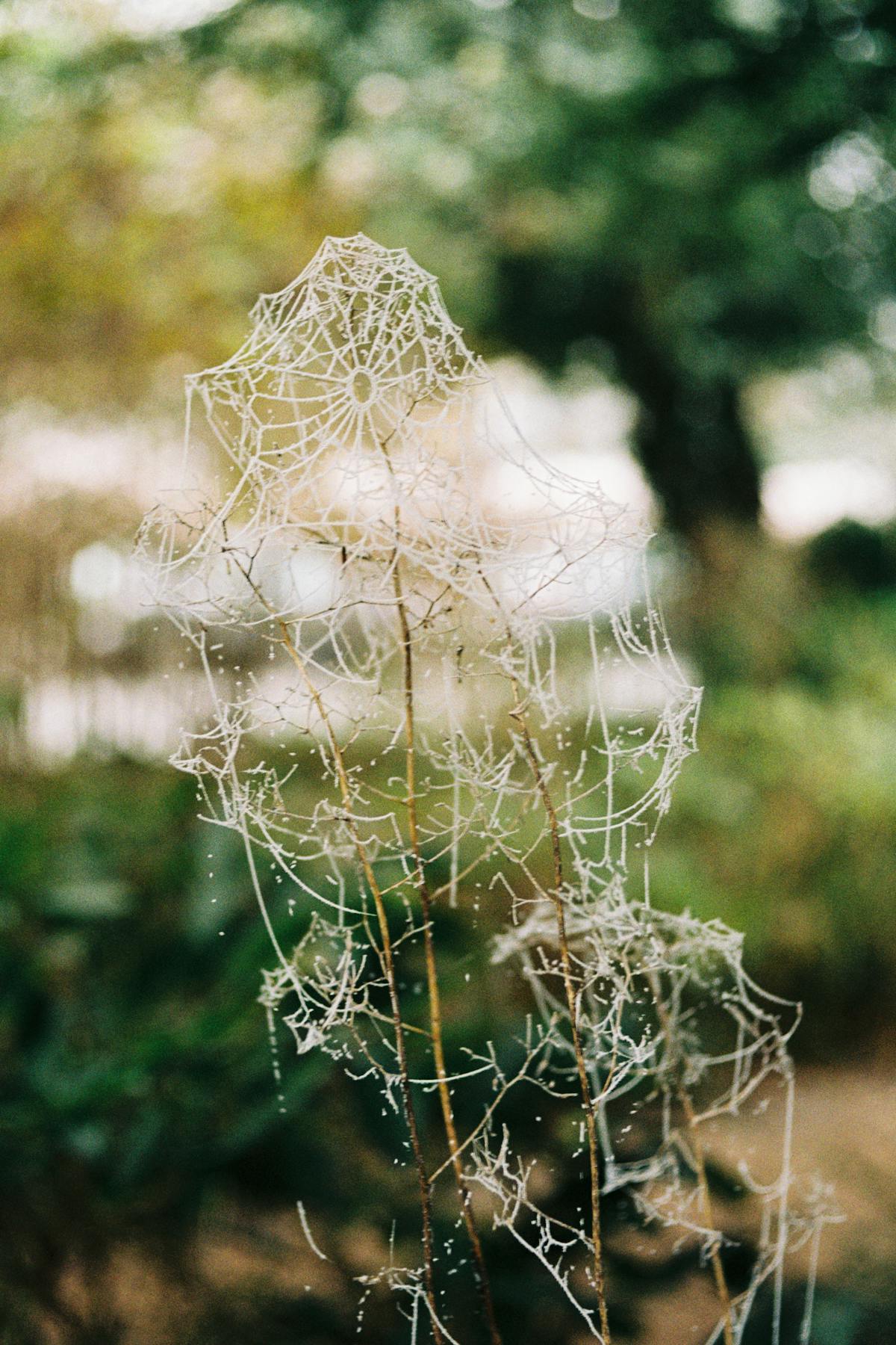A plant covered in frozen spiderwebs