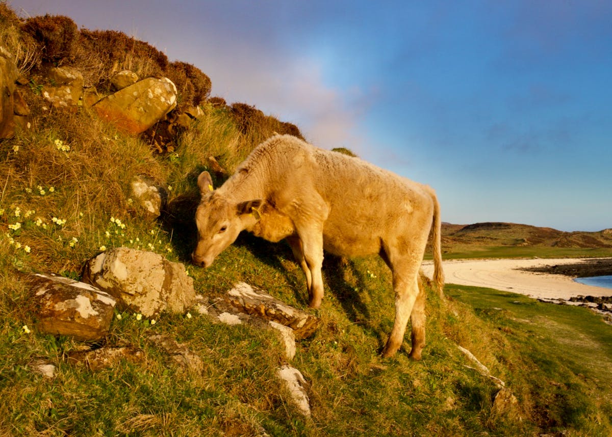 A white calf grazing on a ridge near the ocean