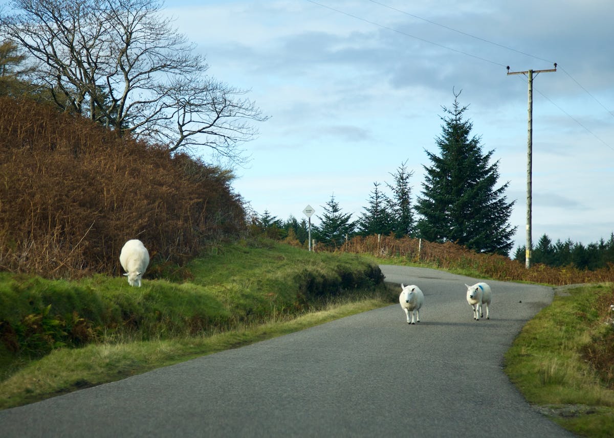 Sheep blocking a one-track road