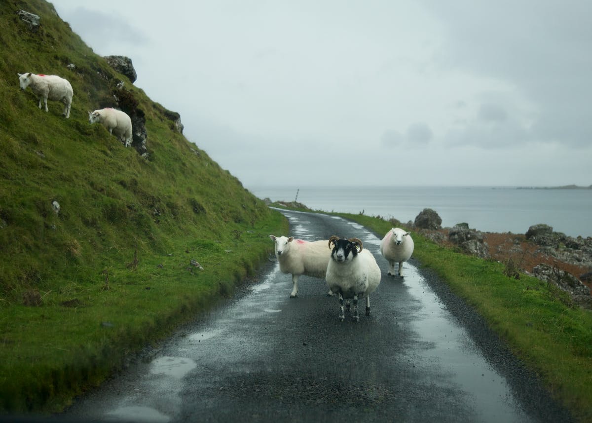 A ram and two sheep blocking a one-track road