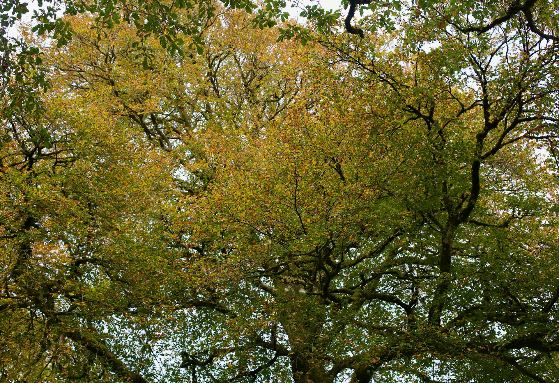 Looking up at the canopy of an oak tree from under neath, with green, yellow, and orange leaves
