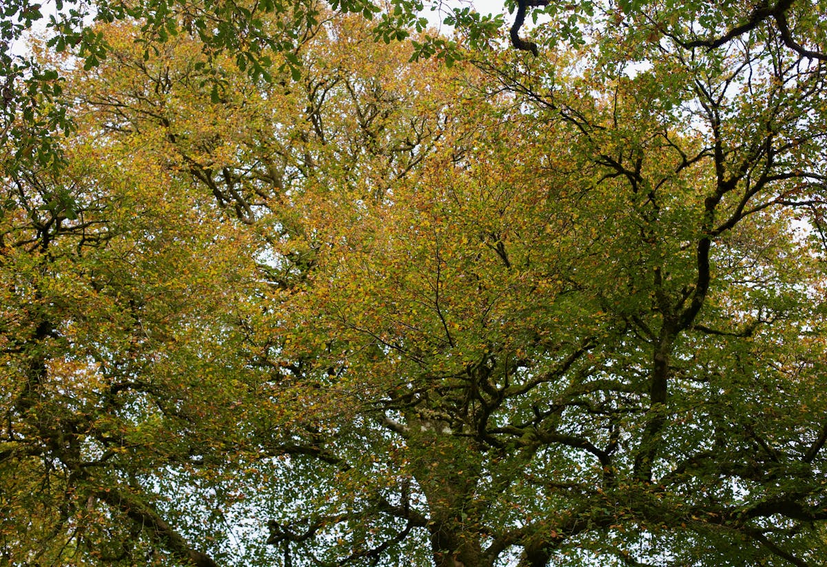 Looking up at the canopy of an oak tree from under neath, with green, yellow, and orange leaves