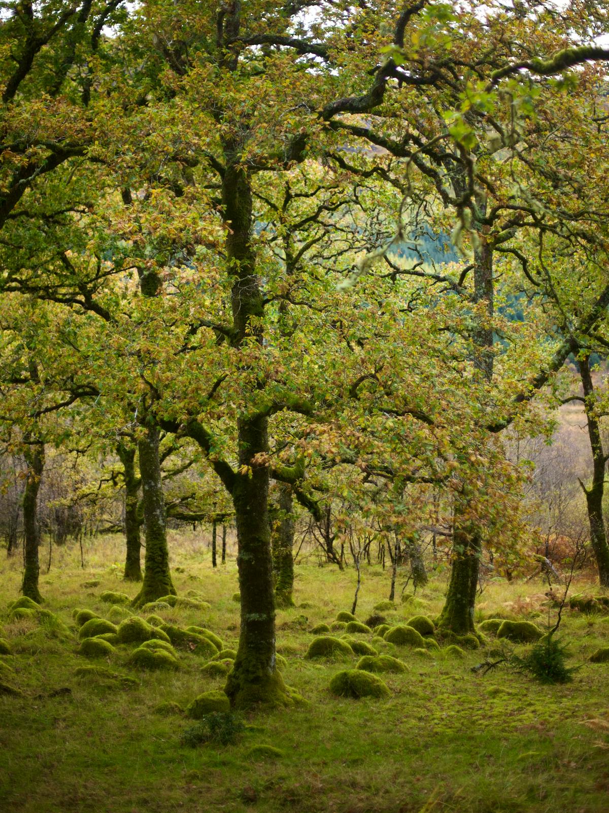 The view through a forest of oak trees, with a moss covered ground