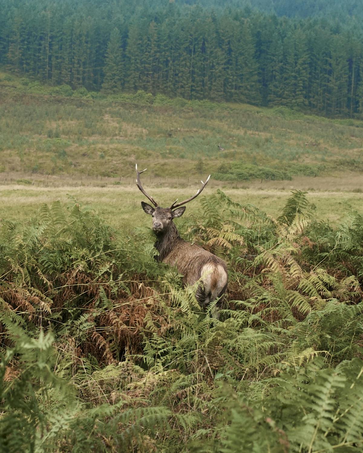 A stag standing in a glen.