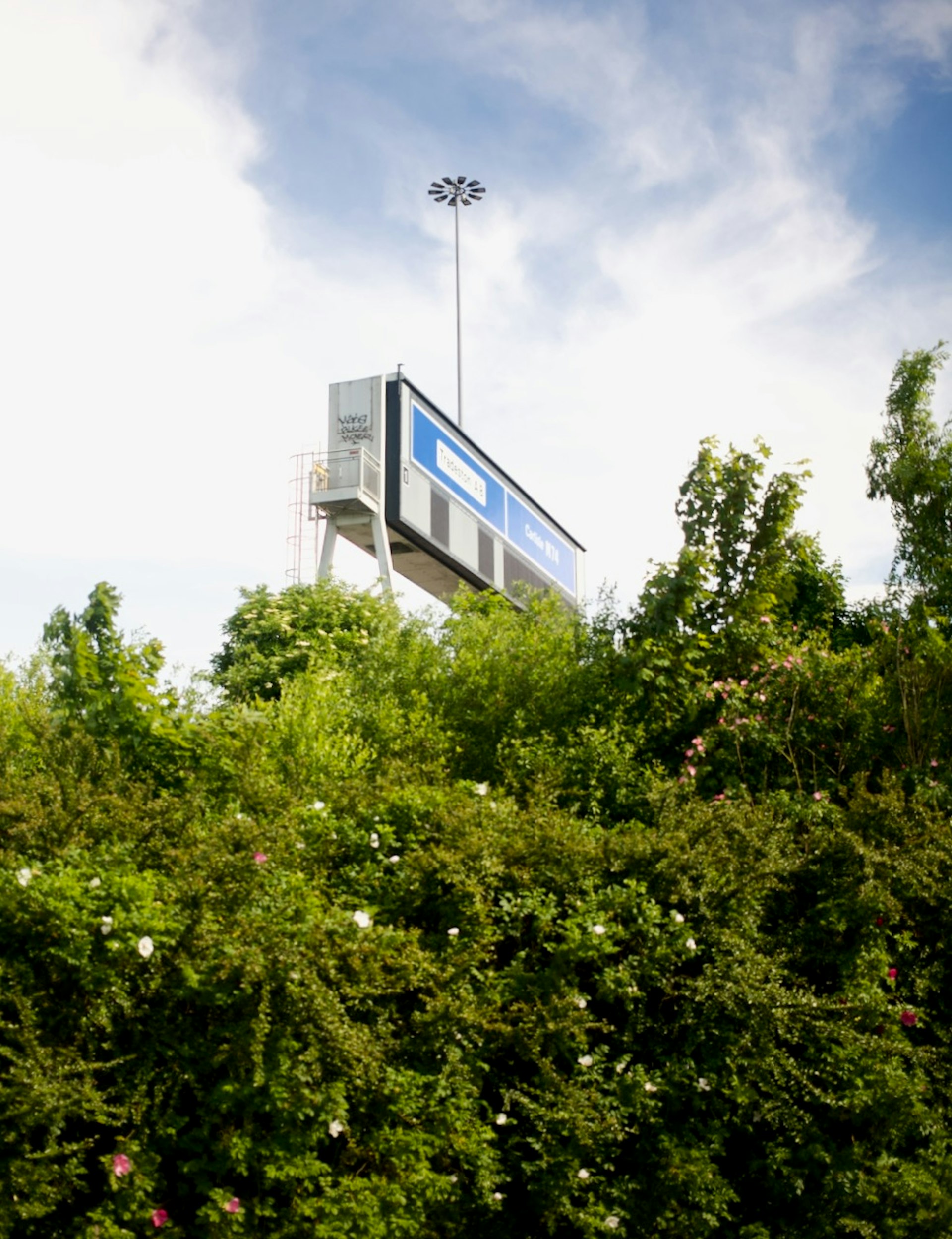 A highway sign rises above wild shubbery